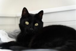 Město chce omezit toulavé kočky. Pomoci má příspěvek na kastraci