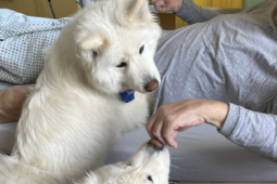 Agnes a Elis léčí pacienty psí láskou. V horažďovické nemocnici rozdávají radost i úsměvy