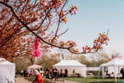 Praha rozkvete do japonských barev. Hanami nabídne sakury, čaj i samuraje