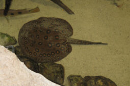 Pozor, kam v moři šlapete – setkání s trnuchou může být velmi nebezpečné, když ji vyrušíte