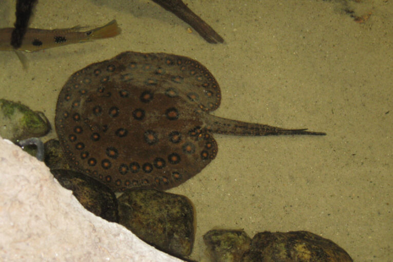 Pozor, kam v moři šlapete – setkání s trnuchou může být velmi nebezpečné, když ji vyrušíte