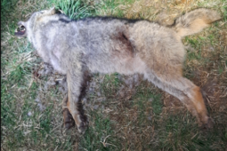 U Horního Dvořiště byl nalezen uhynulý vlk. Okolnosti jeho úhynu řeší policie.