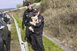 Vyděšená fenka způsobila rozruch na I/35. Po nehodě ji naháněli policisté, hasiči i řidiči