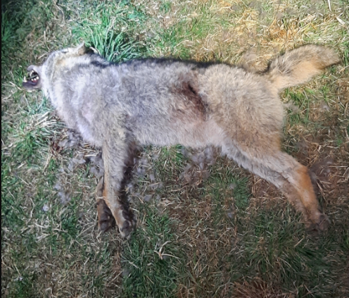 U Horního Dvořiště byl nalezen uhynulý vlk. Okolnosti jeho úhynu řeší policie.