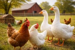 Kolínsko řeší ptačí chřipku: Co musí chovatelé udělat