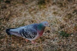 Co s přemnoženými holubi? Město čeká na výsledky studie