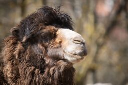 Velbloudí posila pro Liberec: Samec dorazil v den, kdy se mu v Olomouci narodilo mládě