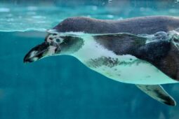 Tučňák vyrazí mezi lidi. Safari chystá hru o ceny