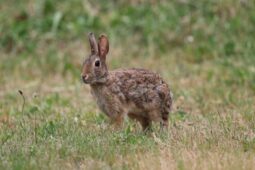 Myslivci ze Šlapanic žádají občany o spolupráci kvůli myxomatóze zajíců
