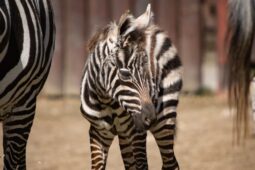 Vzácný přírůstek v liberecké zoo: Narodil se samec zebry bezhřívé