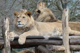 Do Zoo a Domu přírody v Hodoníně můžete za zvýhodněné vstupné