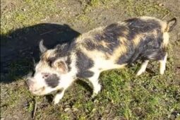 V Zoo Hodonín mají nová prasátka KUNE KUNE