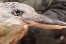 Ledňákovi v Zoo Hodonín opravili zobák