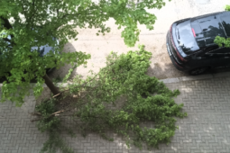 V Benešově někdo ničí městskou zeleň. Stromy doplatily na vandalismus