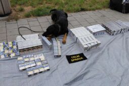 Fenka Bára vyčenichala tajné úkryty. Celníci odhalili čtyři dodávky s cigaretami