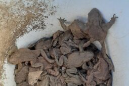 Bariéry brání přejetí obojživelníků. V Libereckém kraji zachránily tisíce migrujících žab a čolků