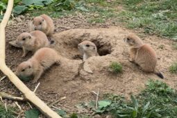 V Zoo Brno je veselo. Rozrostla se psouní rodinka