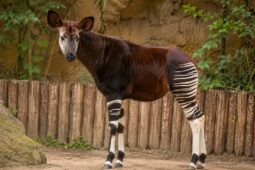 Do Dvora Králové dorazila vzácná okapi z Itálie