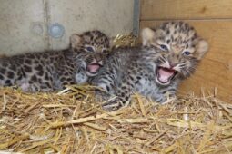 Zoo Olomouc odhalila pohlaví vzácných koťat. Narodili se levharti i gepardi