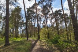Sahara zůstane zelená. Mladá Boleslav odmítla spekulace o zástavbě