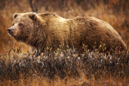 Síla, která budí respekt – to je medvěd grizzly. Jak žije a kdy útočí?