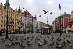 Aplikace proti vedru a humánní řešení pro holuby. Praha ocenila nejlepší městské inovace
