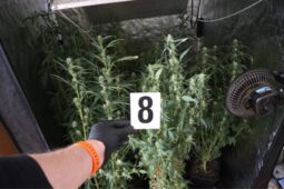 Policie rozkryla drogovou síť. Ženě napočítali 511 distribucí