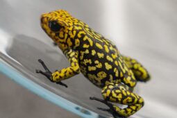 Liberecká zoo představuje unikátní pralesničky, které žádná jiná česká zoo nechová