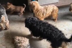 Zápach, stres a desítky štěňat. Veterináři odhalili podezřelou množírnu