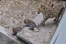 VIDEO: Koťata levharta v olomoucké zoo poznávají svět