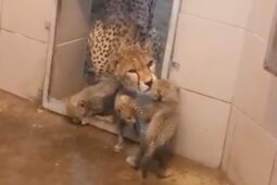 VIDEO: Šest gepardích mláďat v olomoucké zoo brzy vyběhne do venkovního výběhu