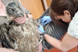 Vzhůru do volné přírody: Adoptovaný orlosup míří z liberecké zoo do španělských hor
