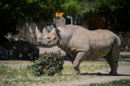 Safari Park slaví výročí a chystá další rozvoj