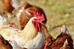 Veterináři potvrdili výskyt pseudomoru drůbeže v Karolíně na Kroměřížsku