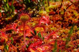 Botanická zahrada v Liberci láká na prohlídku masožravek i oslavu včel