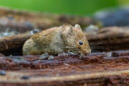 Hantavirus děsí i v Česku, odborníci ale mírní obavy z další pandemie