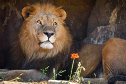 Zlínská zoo chystá změny u lvů. Samec Abamboo v zahradě zůstane