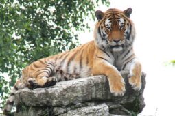 Zoo Hodonín přišla o tygry ussurijské, ale jedná o dalším chovu