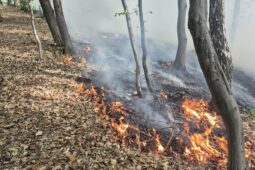 Další požár lesa zaměstnal osm jednotek hasičů. Zásah komplikoval vítr