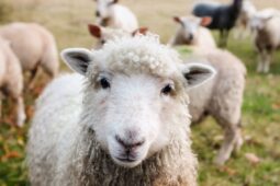 To je BÉÉÉzva! Na Ještěd se vrací ovce. Budou pečovat o horské louky a podpoří biodiverzitu