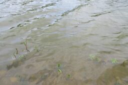 Sinice zhoršily kvalitu vody na Vysočině. Vyhněte se Kachličce, pozor na Domanínský rybník!