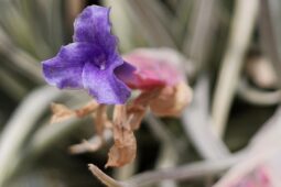 Sbírka tillandsií Botanické zahrady Liberec se stala národní sbírkou