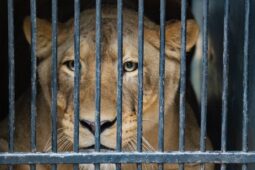 Stát zabavil Vémolovi další šelmu. Lvice Elsa zamířila do liberecké zoo