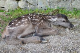 V brněnské zoo se radují z miminek wapita sibiřského