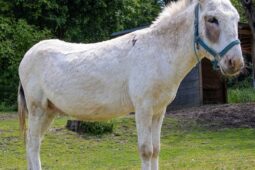 Do Zoo Brno přicestoval oslík, bude dělat společnost tomu domácímu