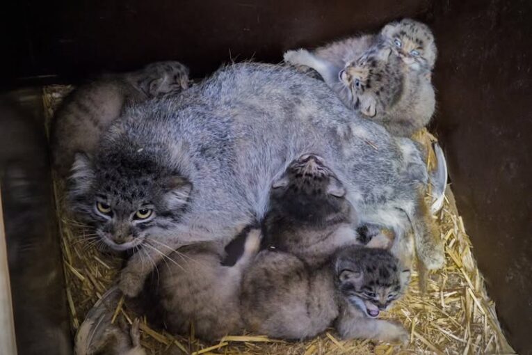 Zoo Brno se může pochlubit mláďaty manulů