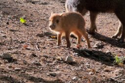 Zoo Brno přivítalo mládě u pekariů