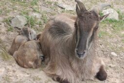 V Zoo Brno se narodili horalové. Tahři himalájští mají dvojčata