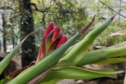 Překvapení v botanické zahradě v Liberci: Rostlina, která už měla odkveteno, znovu kvete
