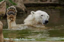 Úmorná vedra dávají zabrat i zvířatům. V brněnské zoo je sprchují či dávají ledové kry